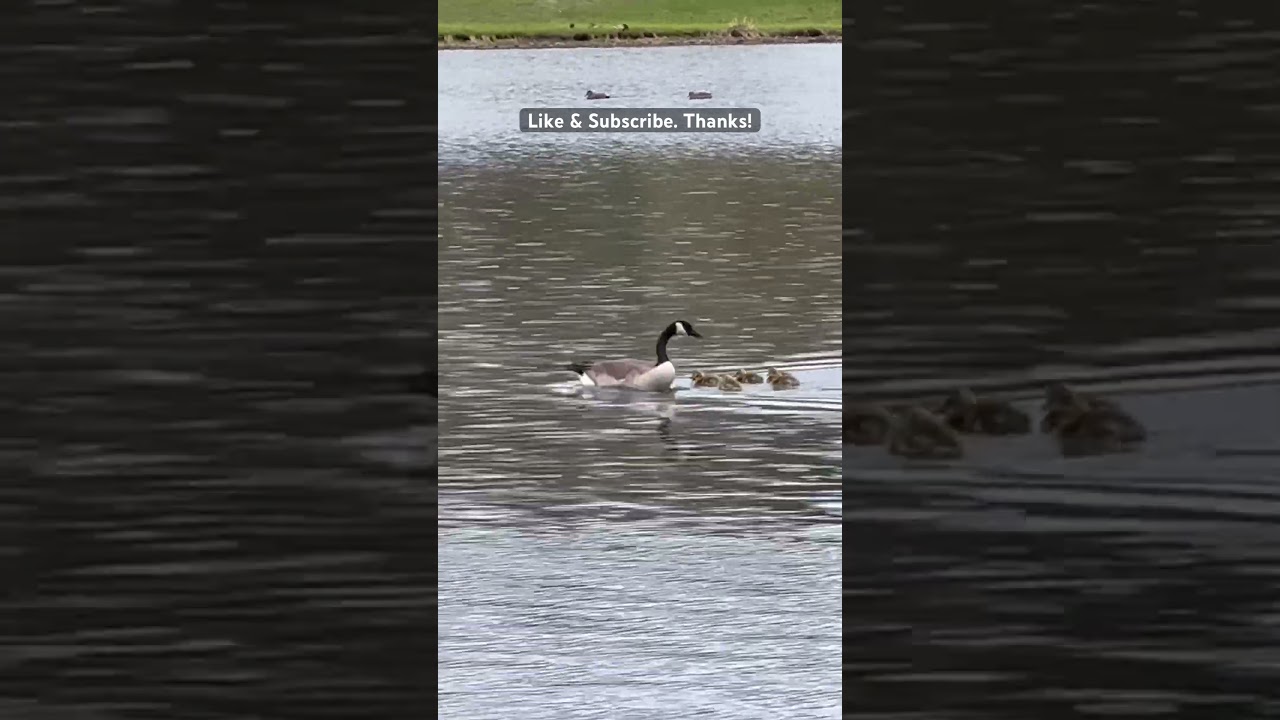 When Mama Hears Bad Words About Her Kids! 