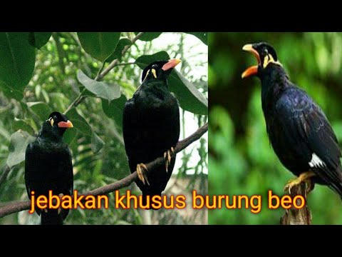 Video: Cara Mengurung Burung Beo