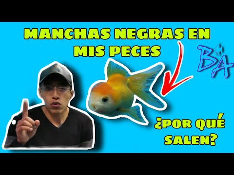 Video: ¿Qué significa si mi pez tiene manchas negras?