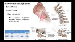 Cervical Flexion & Extension BIOMECHANICS - YouTube