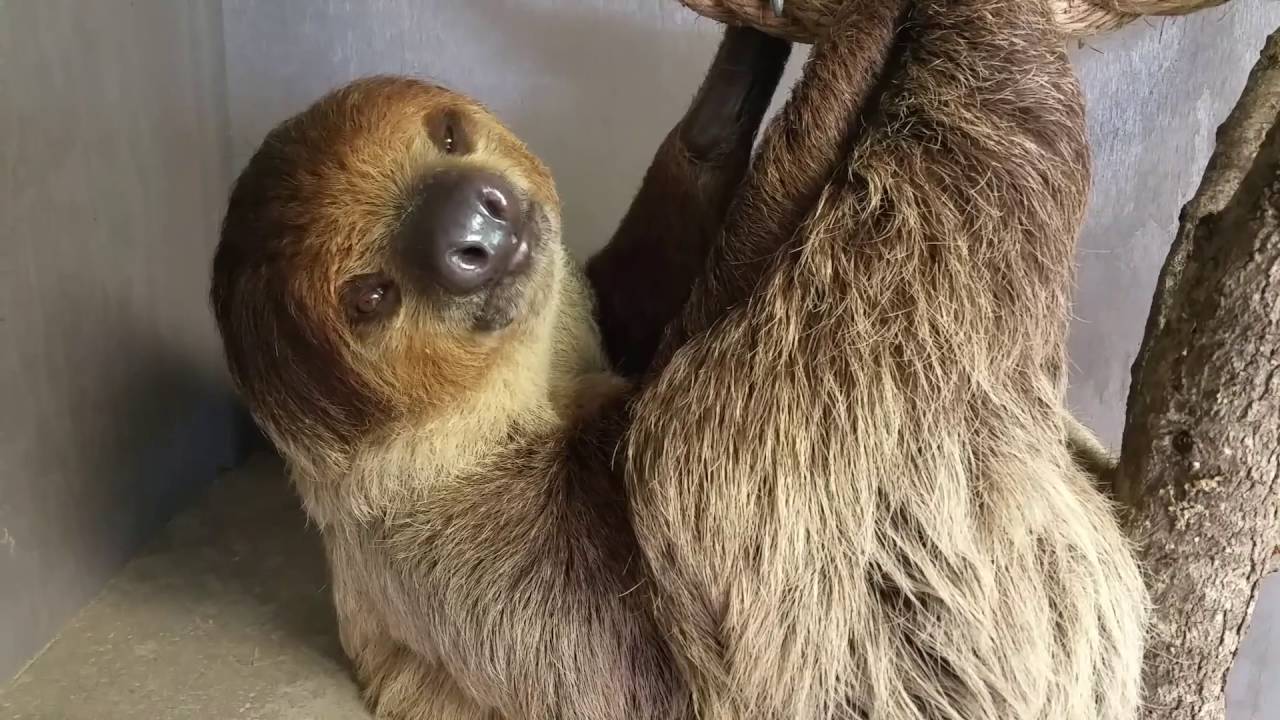 Sloth eating a carrot. ****Adorable alert**** YouTube