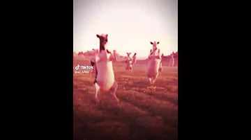 اموري موري رياكشن البقرة 