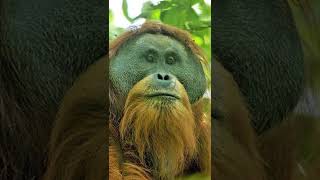 ¿Sabías que los Orangutanes podrían entrar en la Edad de Piedra?