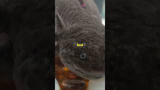 Axolotls can regrow limbs, heart and brain parts, making them unique subjects in scientific research