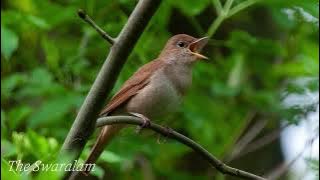 Gacornya Kicau Suara Burung Bulbul Nightingale di Alam Liar