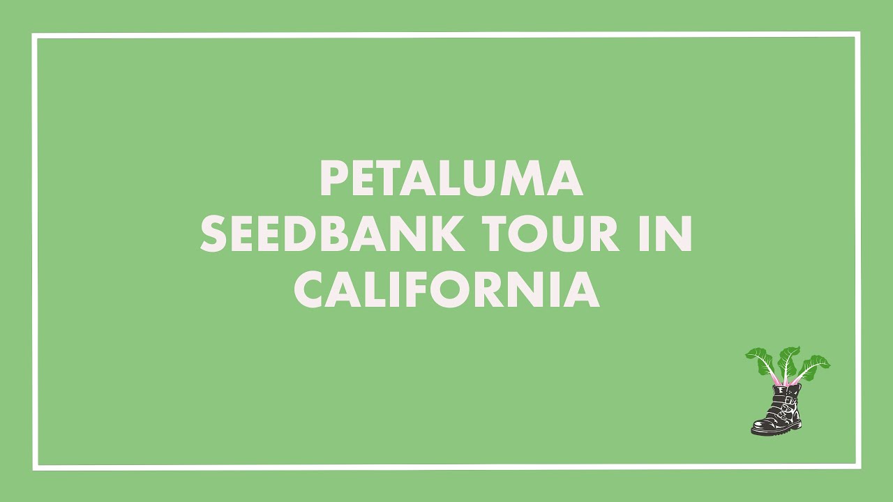 Petaluma Seed Bank Tour and Interview with Manager Ellyn YouTube