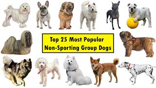 Top 25 NonSporting Group Dog Breeds
