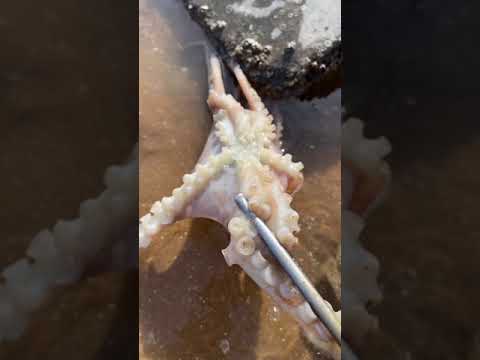 Satisfying 🦀 ASMR