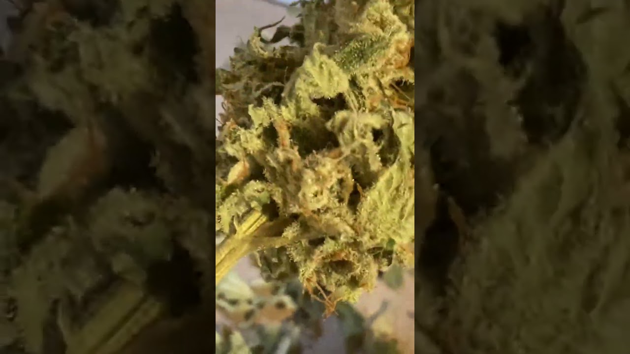 Hog nosed skunk by the nature farm