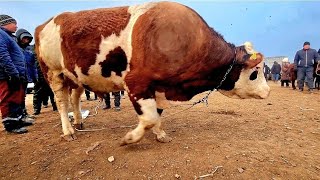 18-ФЕВРАЛЬ/2024/ХОЖЕЛИ МАЛ БАЗАРЫ/СКОТНЫЙ РЫНОК/BUQALAR/BIG BULLS IN THE WORLD/BIG COW