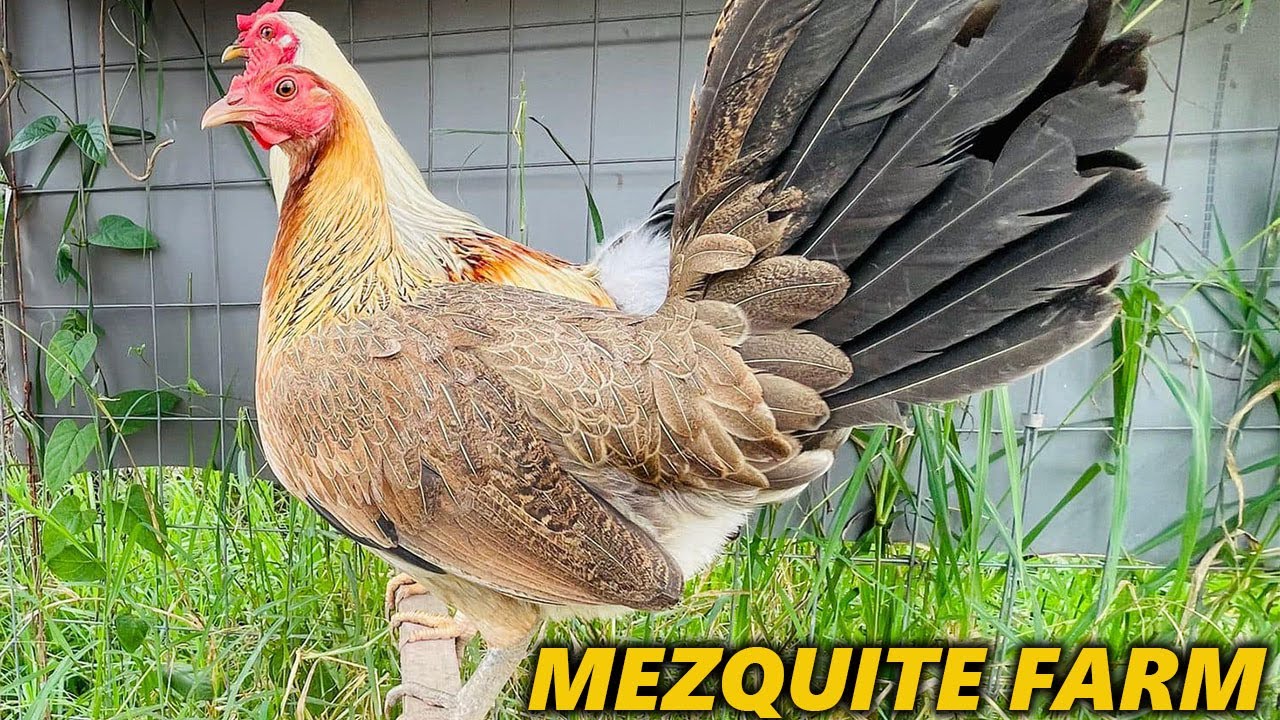 Gallos Sweater Kelso Yellow Leg Giro Grey Asil MEZQUITE FARM