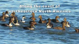 Common Eiders Plus Shorebirds in Intense Waves
