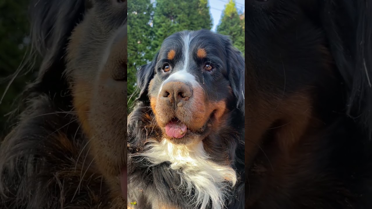 Without My Dog... | Rescue Bernese Mountain Dog