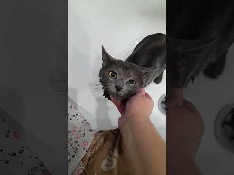 Кот, который непрочь искупаться))