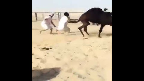 شف شلون يطرح الحاشي