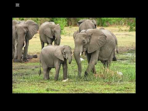 بركة الفيل من التراث