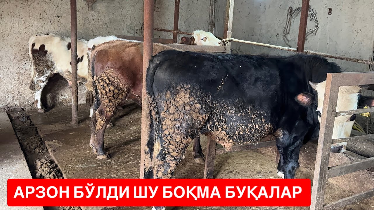 БОҚМА БУҚАЛАР РОССИЯ ПАРОДАЛАР АРЗОН БЎЛДИ. 