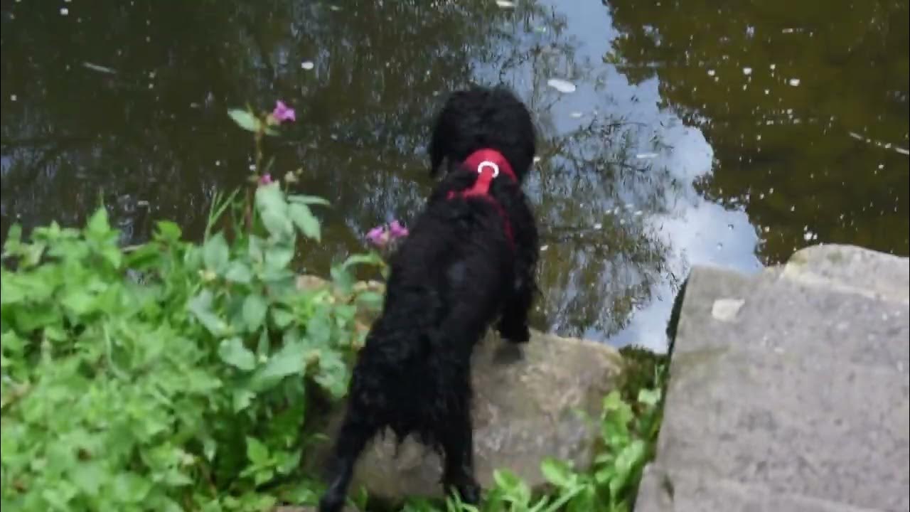 Adorable Cockapoo puppy's First Swim. Warleigh Weir Bath. YouTube