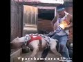 فارس الجن