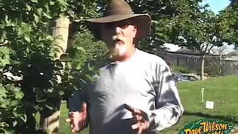 Summer Pruning Fruit Trees 2013