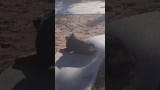 Dog Scratching Butt on Side Walk
