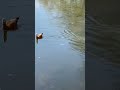 Огарь -мандариновая утка