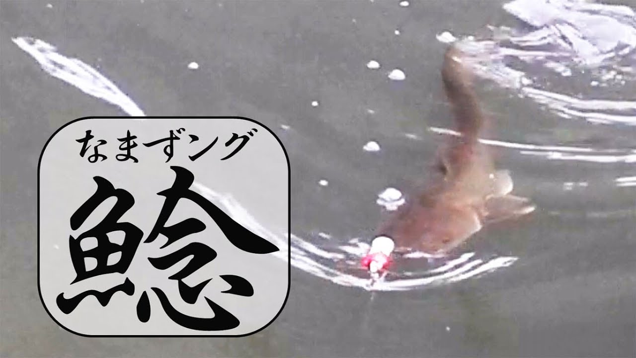 デイ鯰がこんなにアタックしてくるなんて 鯰ング デイ鯰 トップ Catfish ナマズ釣り Youtube