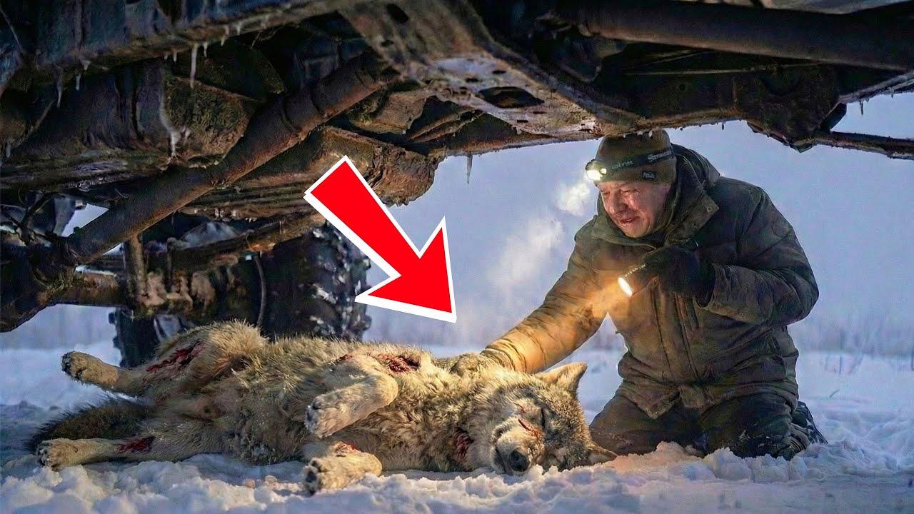 Хирург спас волчицу в буран — Через 2 года она вернулась и показала то, что заставило его плакать