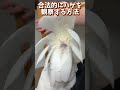 心当たりでもある?手を動かすたび冠羽が全開になるオウム #shorts