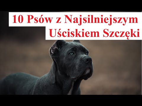 Wideo: Czy psy mają szczęki?