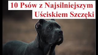 10 Psów z Najsilniejszym Uściskiem Szczęk