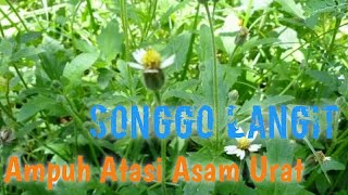 Efficacy of Plant Songgo Langit (Tridax procumbens L)