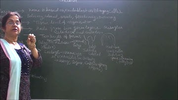 Bio-XI-4-04  Cnidaria general characters,  Pradeep Kshetrapal Physics channel