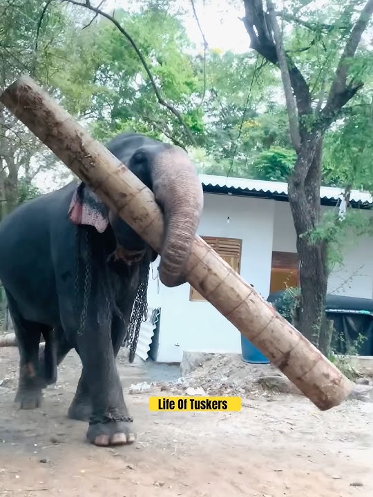 කෝමද කොලුවගේ ගැම්ම💪😌 #bollywood #song #music #lifeoftusker #elephant #kandulathissa #millionviews