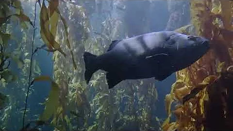 Deeply Restful Kelp Forest   Underwater sounds and beautiful visuals   fish and sharks!
