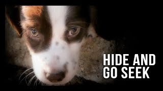 Hide and Go Seek Foundation Training with Lula by Hunters Heart 339 views 5 years ago 1 minute, 6 seconds