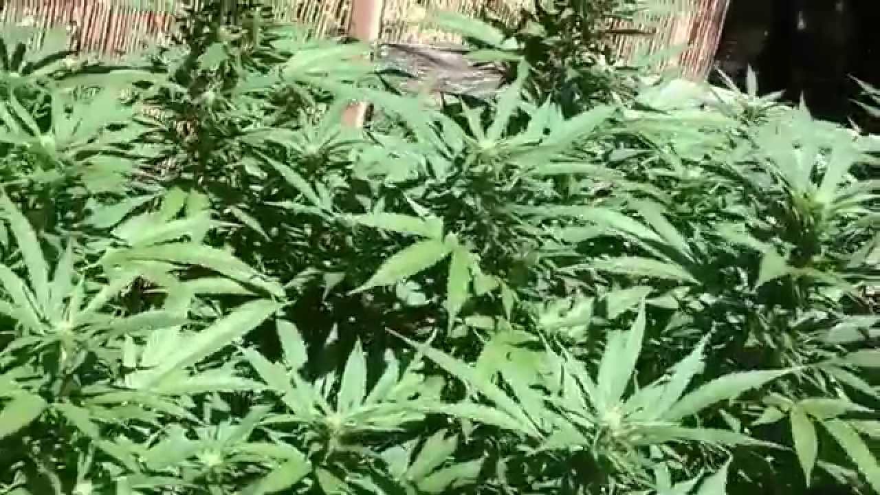 OMMP outdoor grow September 3 2014