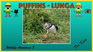 Puffins for Kids  Searching for puffins on Lunga near Mull