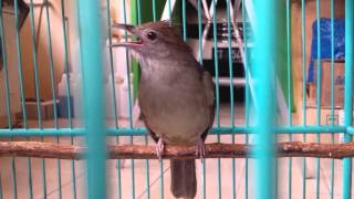 DownloadSuara Burung Kapas Tembak 2016 MP3 MP4 Suara Burung Kapas Tembak 2016