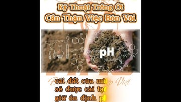 Giải Thích Kỹ Thuật Trồng Ớt | Cẩn Thận việc bón Vôi | Trường hợp nào cần bón Vôi