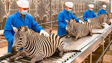 Inside the Zebra Leather Factory – How Zebra Hide Is Transformed Into Luxury Fashion