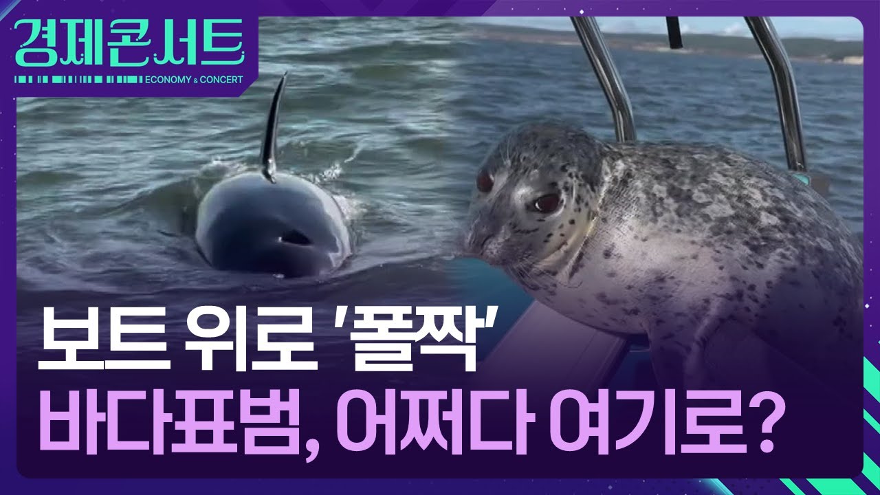 보트 위로 ‘폴짝’…바다표범, 어쩌다 여기로? [경제콘서트] / KBS  2025.11.17.