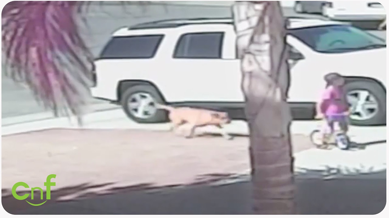 Hero Cat Saves Toddler From Dog Attack  INSANE footage