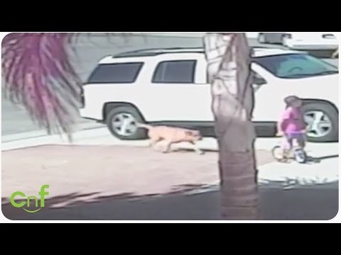 Feral French Cats Attack Lady, Dog