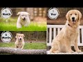 Golden Retriever Puppy growing up 1-12 months | Too Cute!