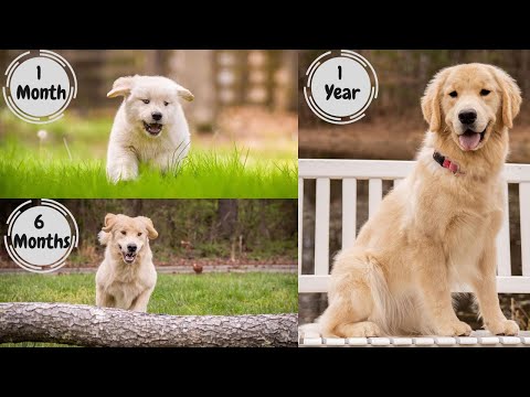 Video: Golden Retriever Growth Sequence i 1. år