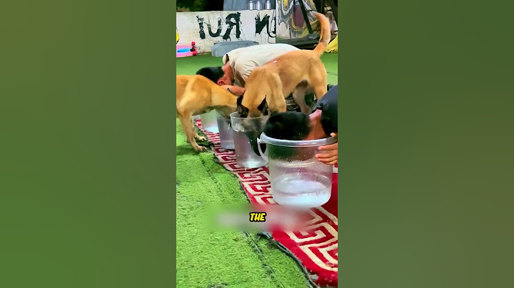 The World's Smartest Dog Competes With Chinese Man