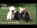 The chihuahua and the chicken full episode  unlikely animal friends