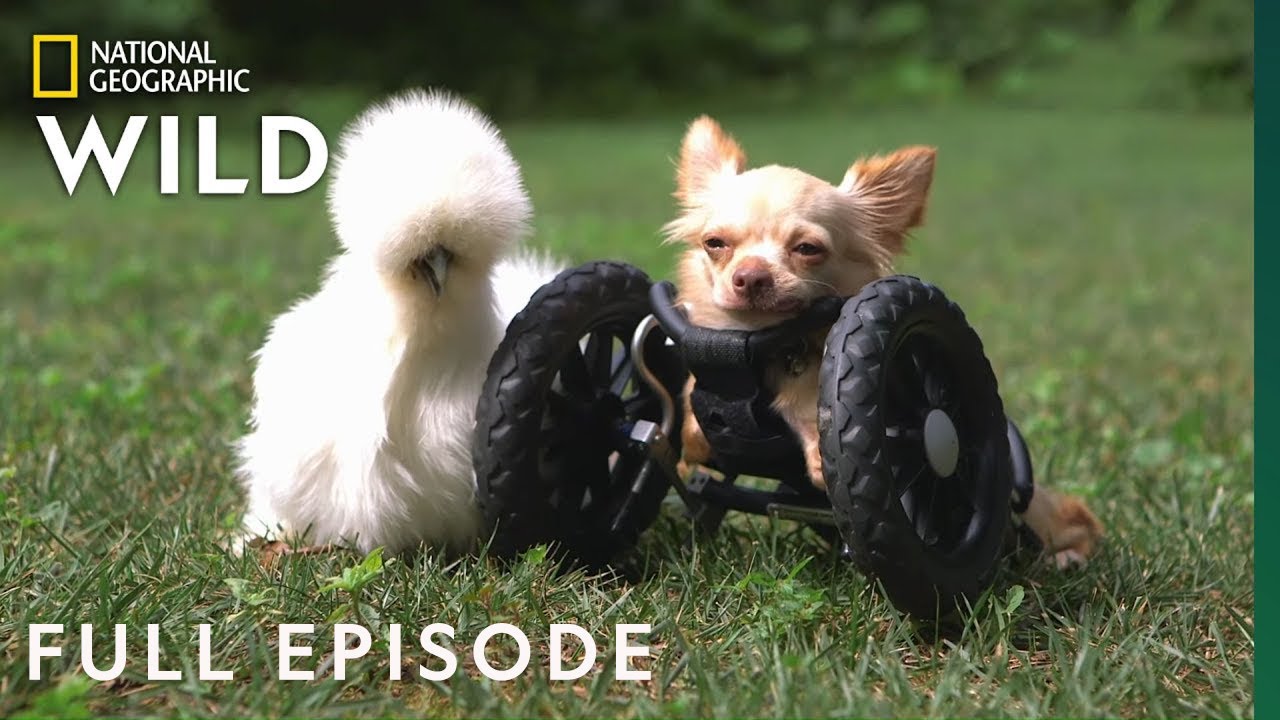 The Chihuahua and the Chicken (Full Episode) | Unlikely Animal Friends -  YouTube