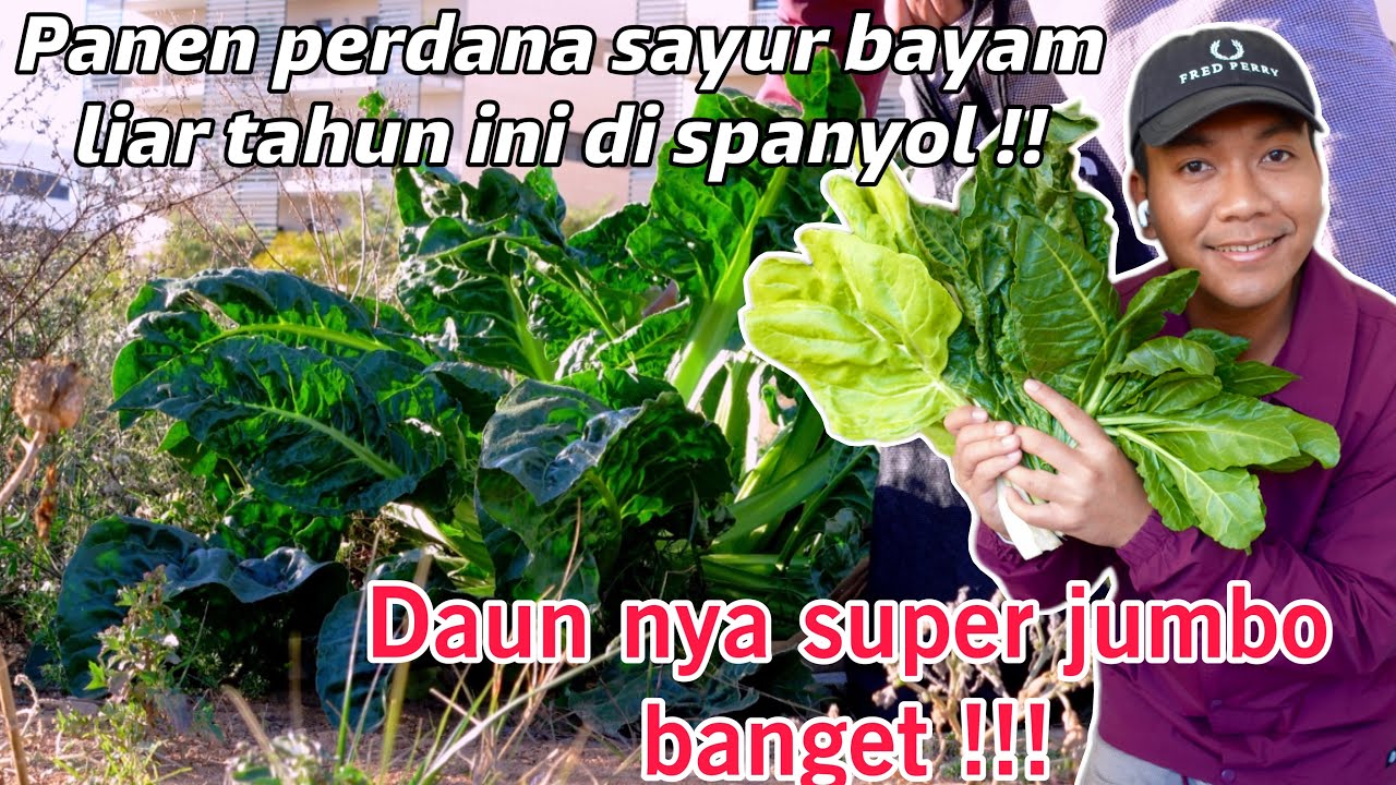 PANEN PERDANA BAYAM LIAR SUPER JUMBO DI SPANYOL TAHUN INI !!! DAUN NYA LEBAR2 BANGET !!!